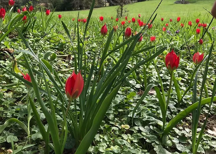 Vakantiehuis Chateau Logis De Roche Clairac (Lot-et-Garonne)